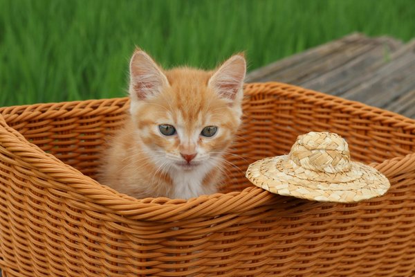 Les meilleurs paniers pour chat : confort et style au choix !